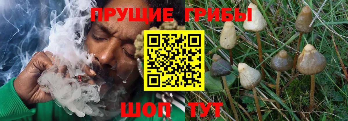 Зеленогорск  Псилоцибиновые грибы Psilocybe  Галлюциногенные грибы MAGIC MUSHROOMS  Вход с VPN 